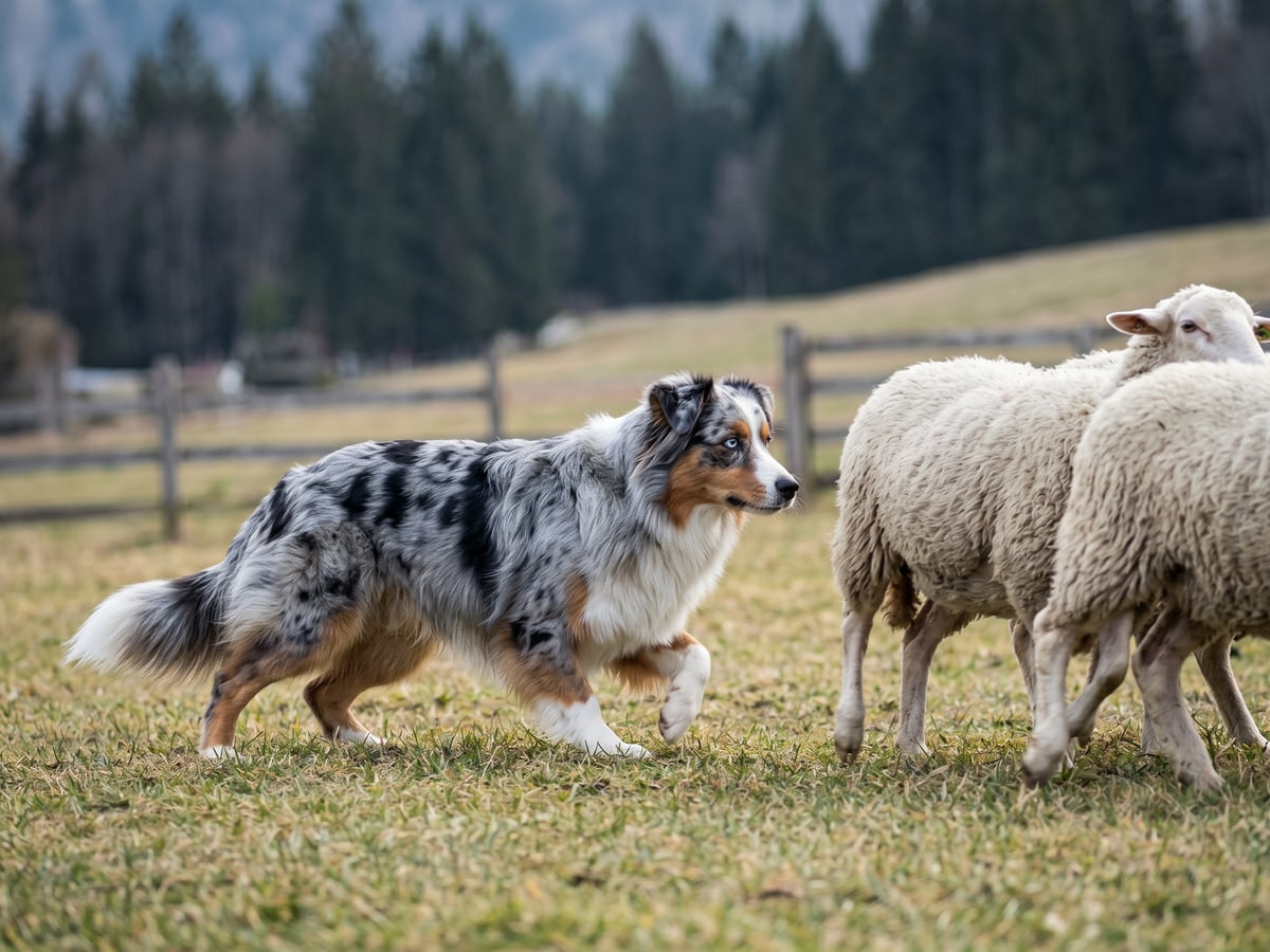 Un salon en fin d'après-midi, un Spitz allemand de petit format couché sur un plaid près d'une fenêtre, lumière rasante dorée, cadrage serré sur le chien et le plaid, arrière-plan flou avec un panier et une laisse accrochée.