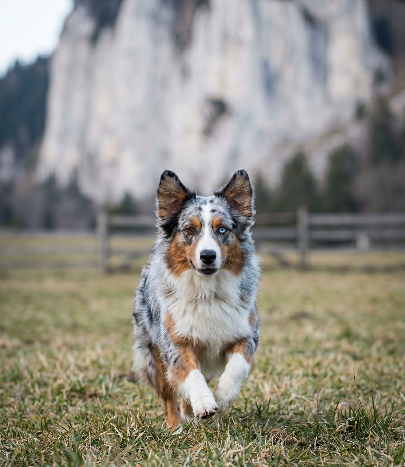 Un chien de berger noir et blanc couché dans l'herbe rase à l'ombre d'un chêne, une gourde et un bol pliable posés près de lui, lumière de fin d'après-midi, cadrage large en contre-plongée légère.